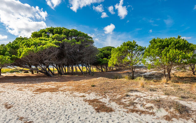 Blue House - Photo 26